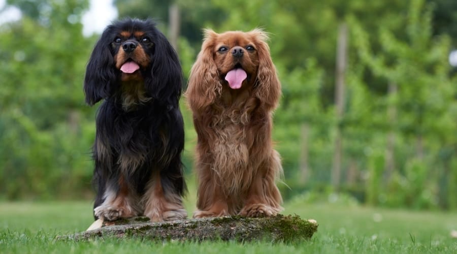 Red and Black Dogs Outside