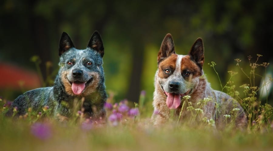 Red and Blue Heeler Outdoors