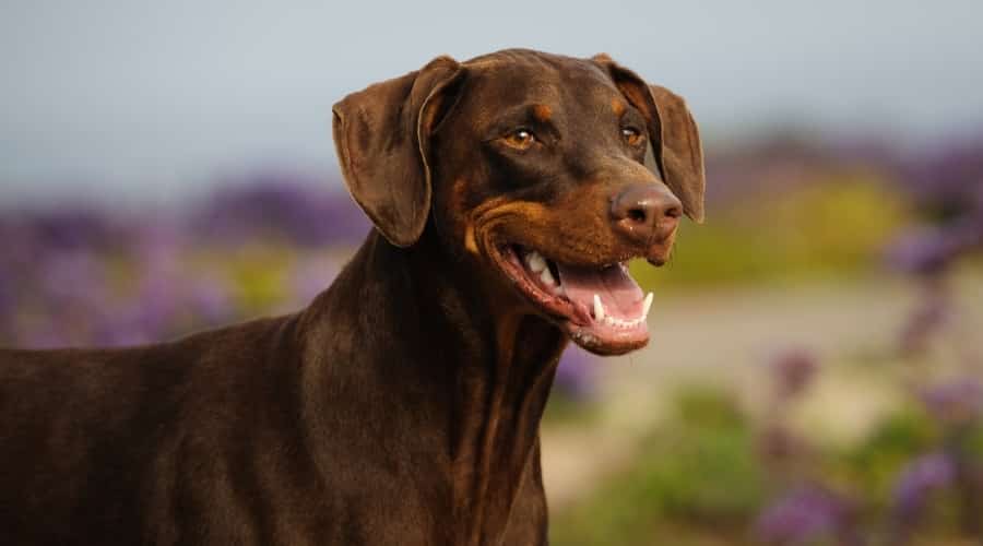 Red and Rust Doberman