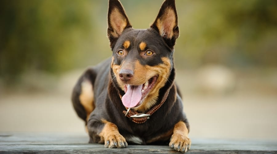 Red and Tan Kelpie Dog