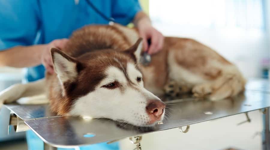 Red and White Dog at Veterinarian
