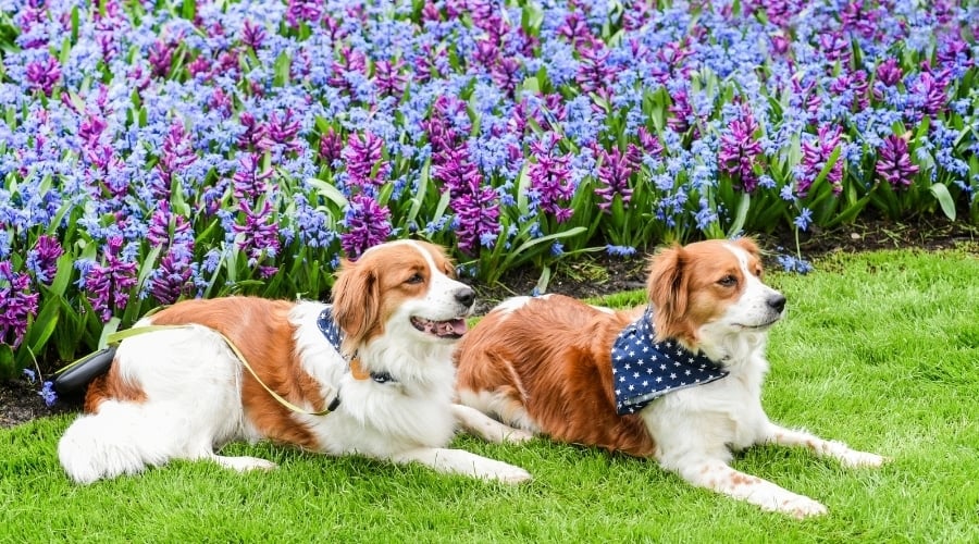 Red and White Dogs Next to Purple Flowers