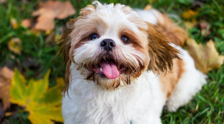 Red and White Happy Dog