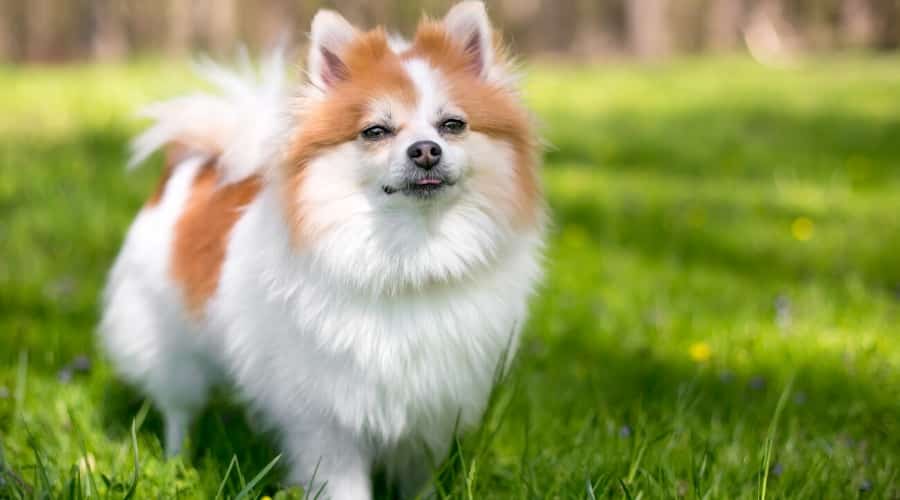 Red and White Pomeranian
