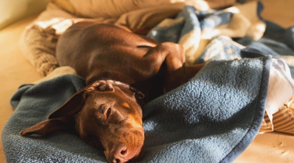 Red and rust Doberman Color laying on a blanket