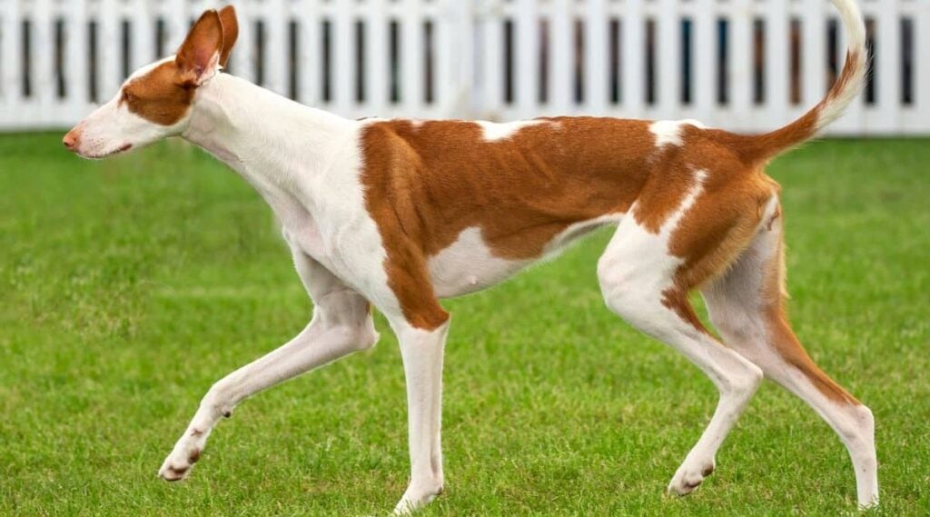 Red and white Ibizan Hound walking in fenced yard