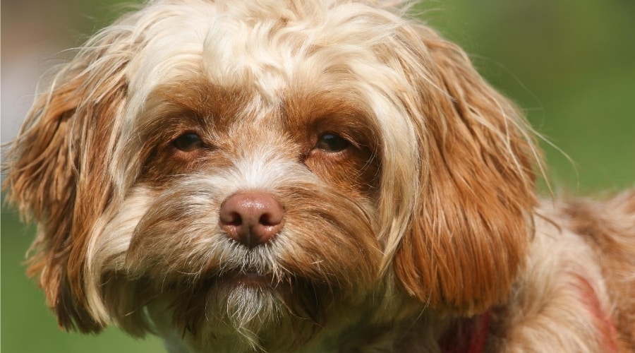 Red colored cavapoo puppy