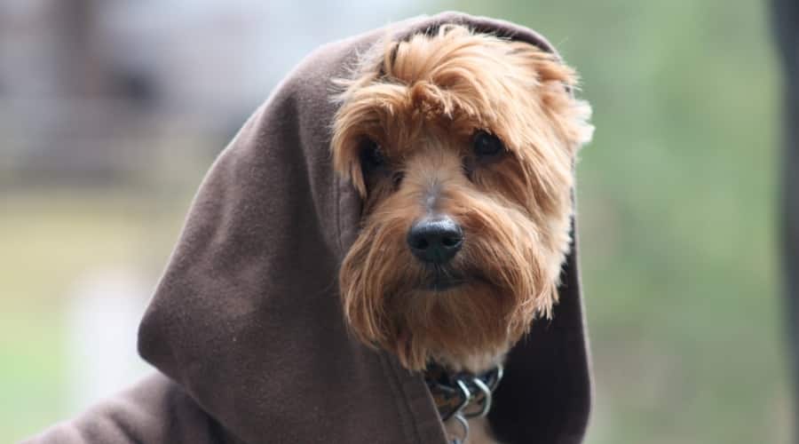 Red yorkie in hoodie