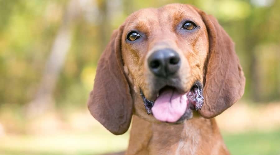 Redbone Coonhound face outside