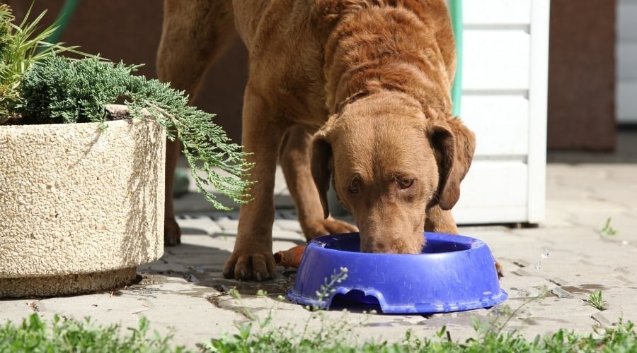 Reddish Brown Dog Eating Food