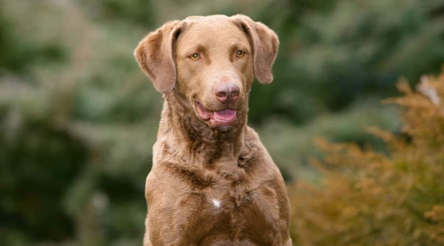 Reddish Brown Dog Looking off Camera