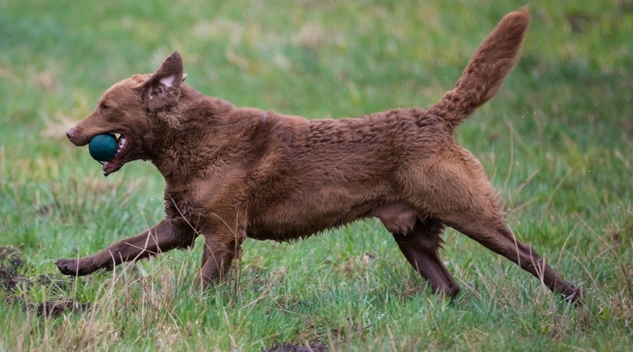 Reddish Brown Dog Running with Toy in Mouth