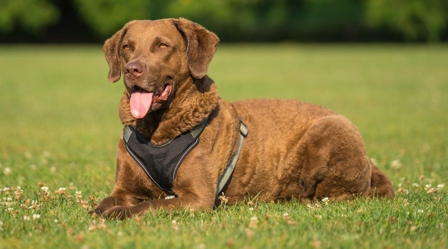 Reddish Brown Dog Sitting in Grass