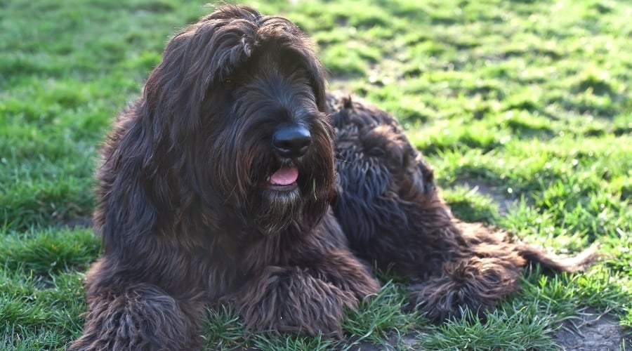 Reddish Brown Long Haired Dog Laying in Grass