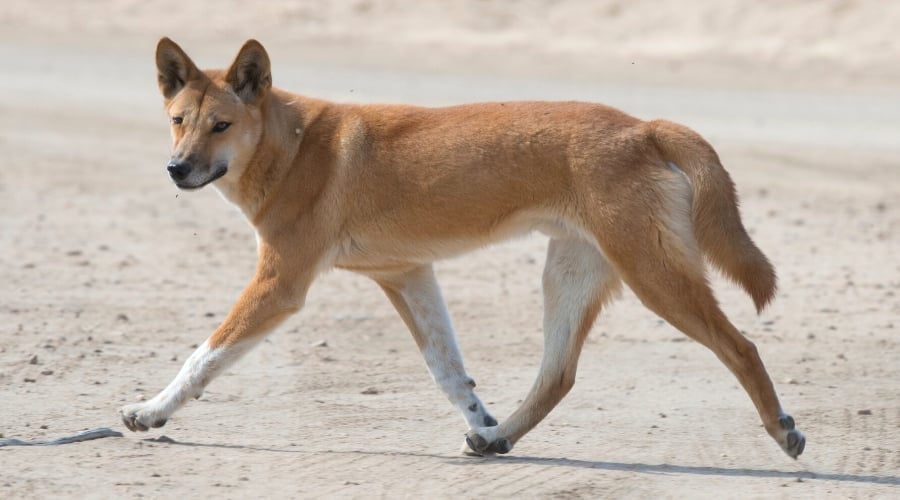 Reddish Tan Dog Walking on Sand