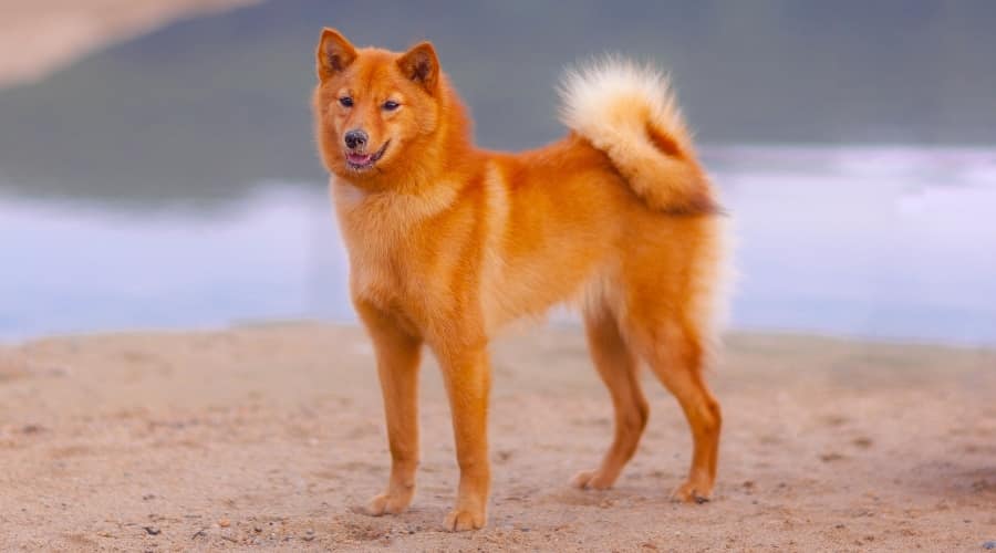 Reddish, Tan Dog With Curled Fluffy Tail