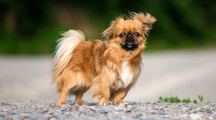 Regal Dog During a Light Breeze
