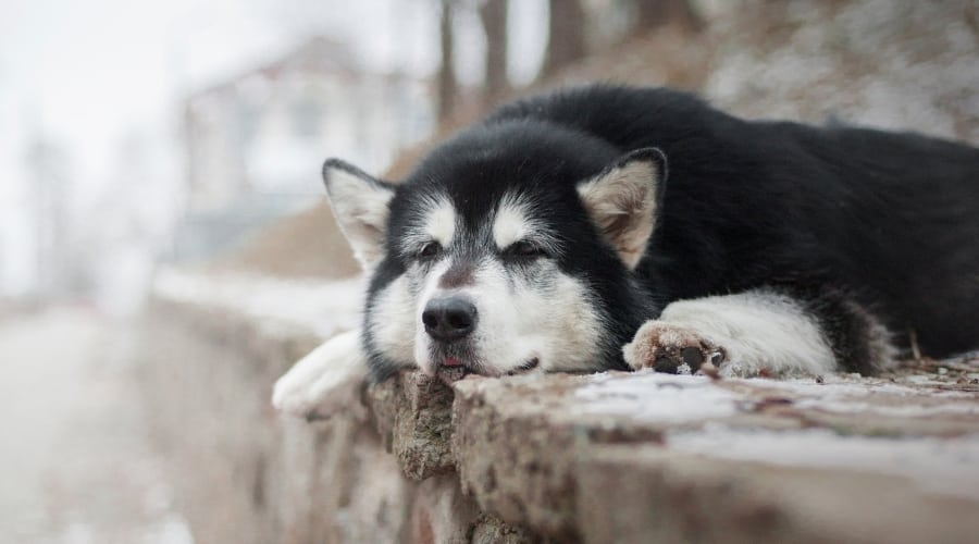 Rescue Dog Laying Outdoors