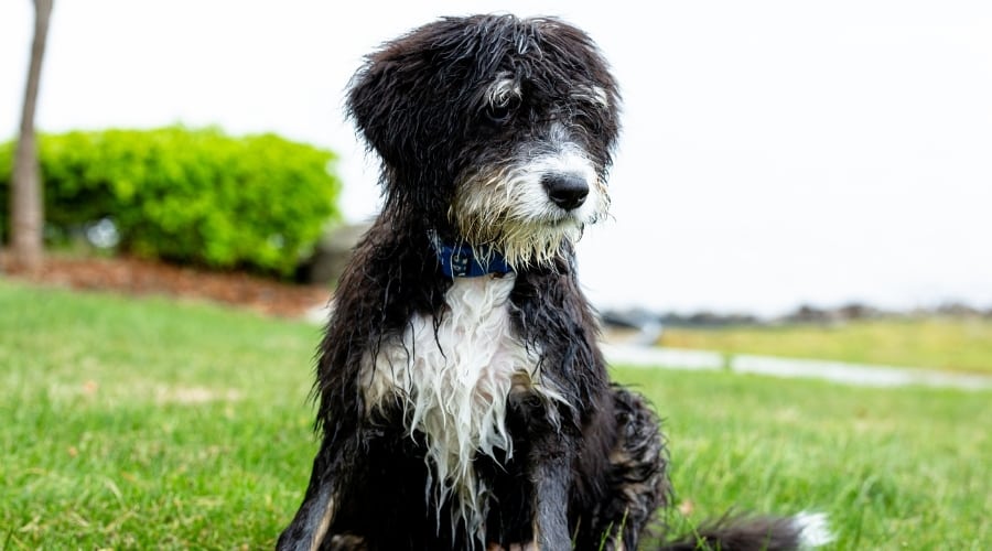 Rescue Dog Near Lake