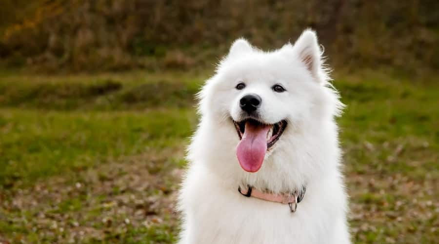 Rescue Dog Outdoors