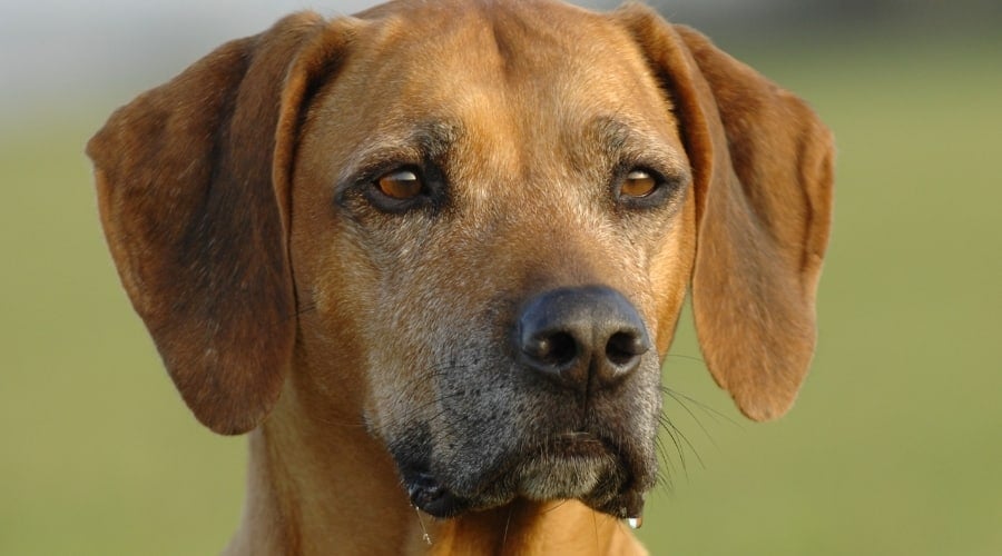 Rescue Dog Outoors After Drinking