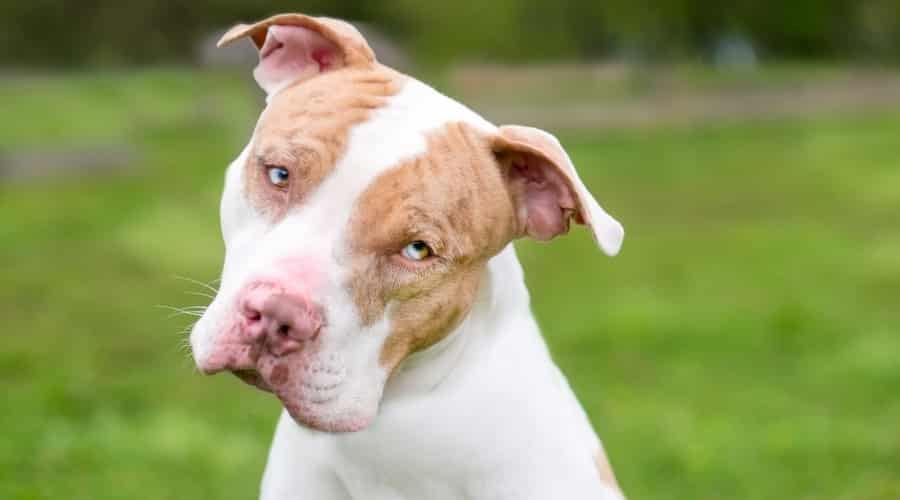 Rescue Dog with Unique Colors