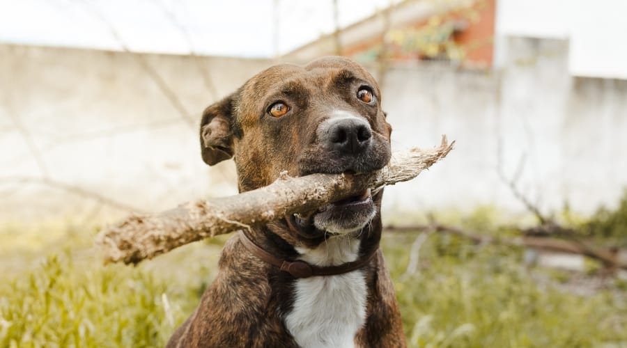 Rescue Pitbull Corso