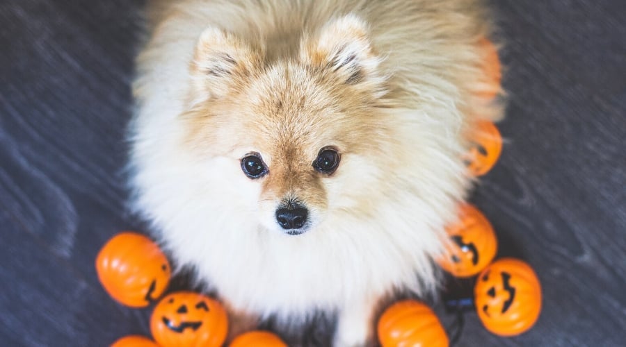Rescue Pom