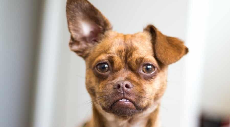 Rescue Pug Chihuahua mix dog