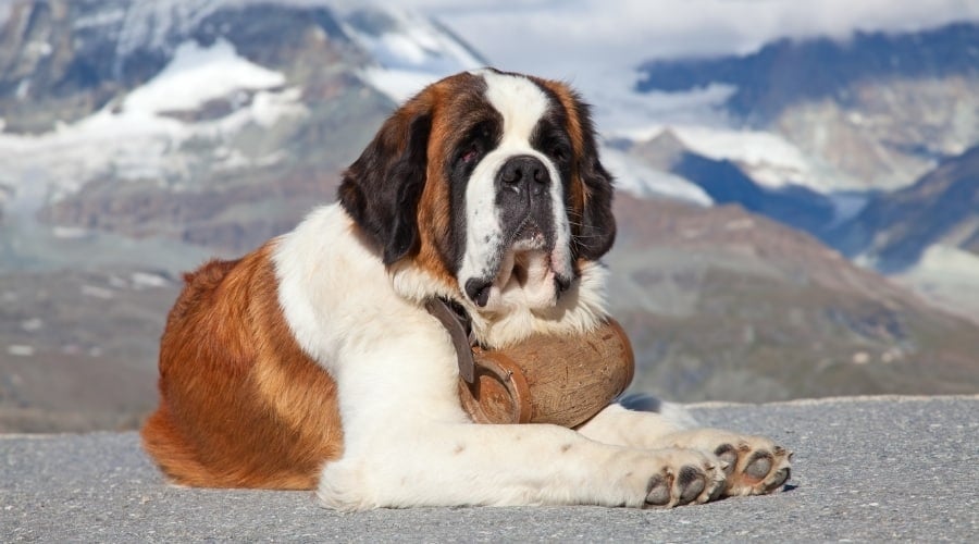White and Brown Saint Bernard in the Mountains