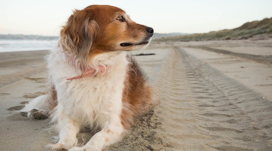Rescue and Shelter Dog