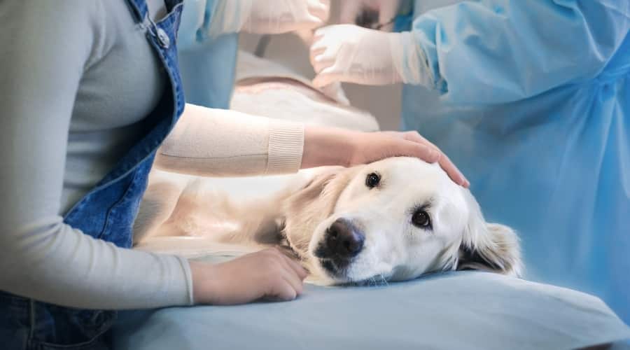 Retriever Prepping for Surgery
