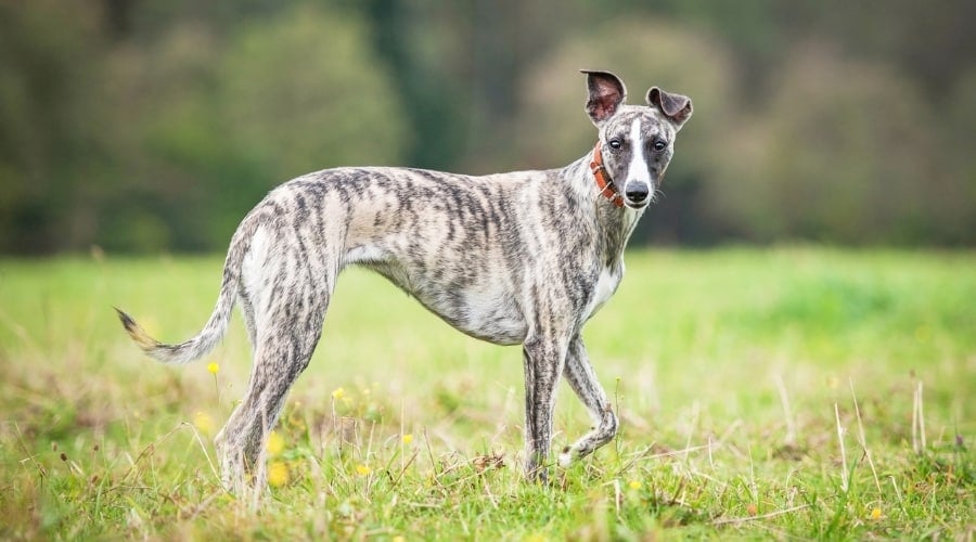 Reverse Brindle Dog in Grass