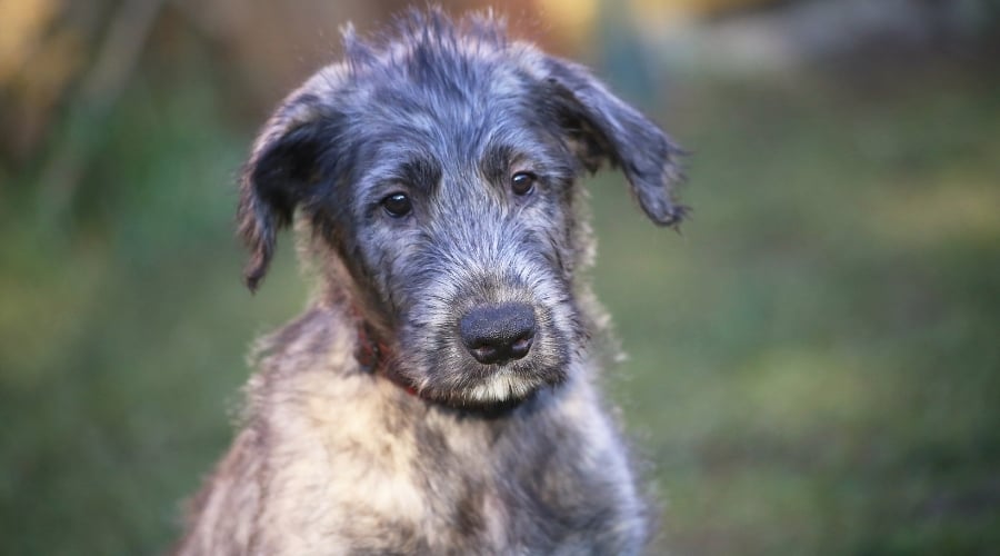 Reverse Brindle Puppy Outdoors