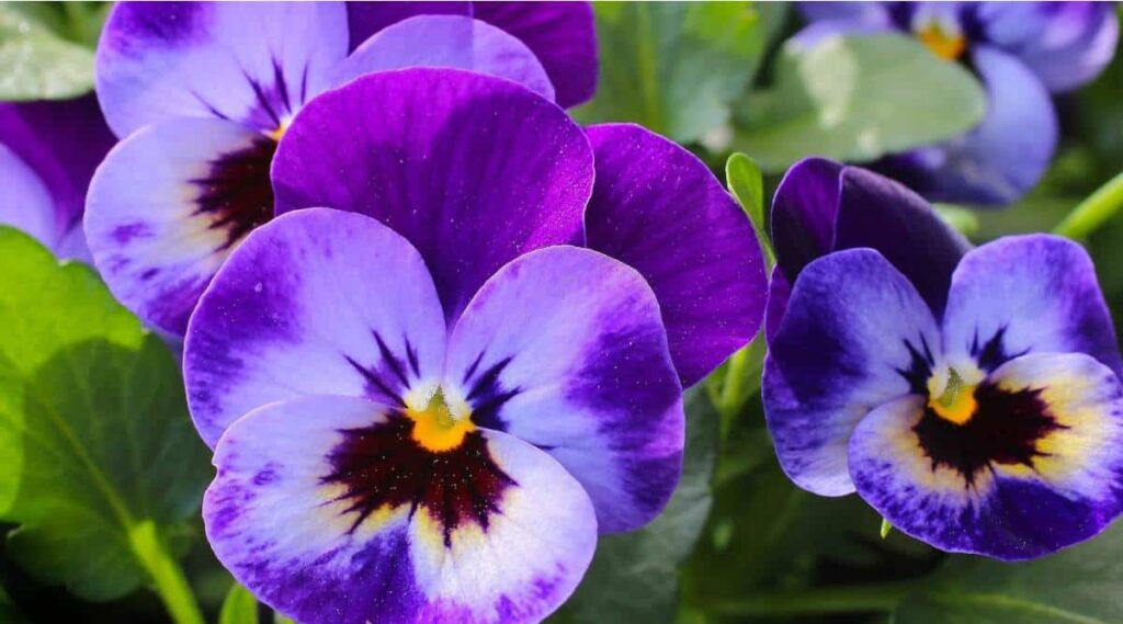 Violet