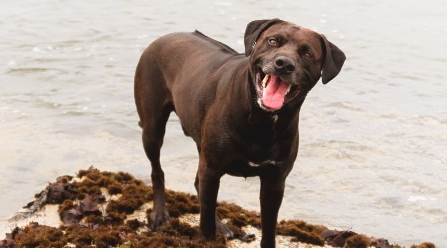 Rhodesian Labrador