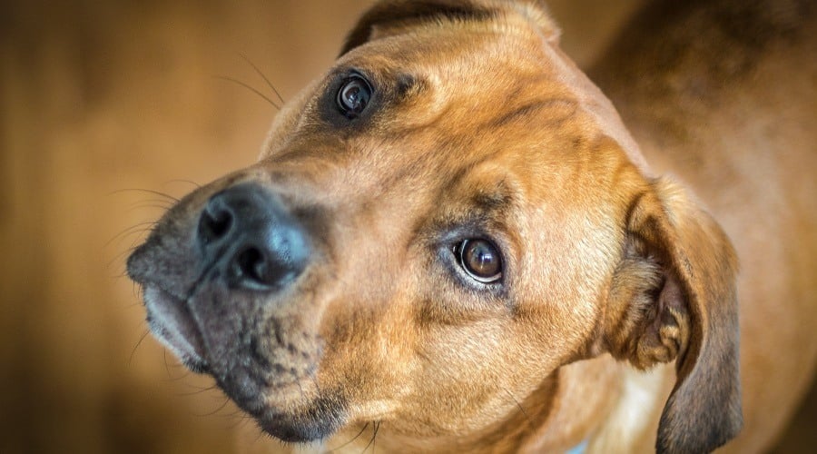 Rhodesian Ridgeback Mastiff Mix