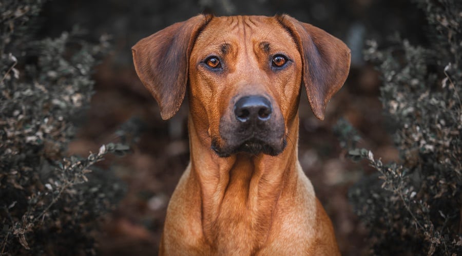Rhodesian Ridgeback Outdoors