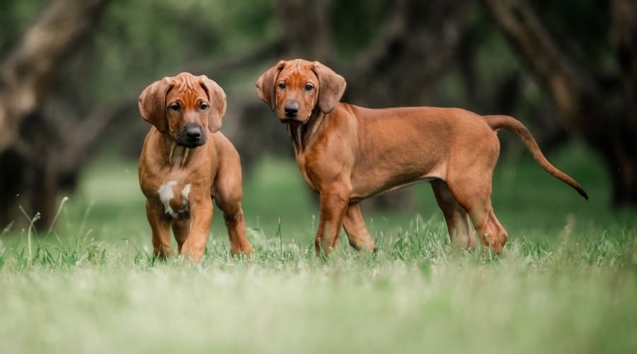 Rhodesian Ridgeback Puppies