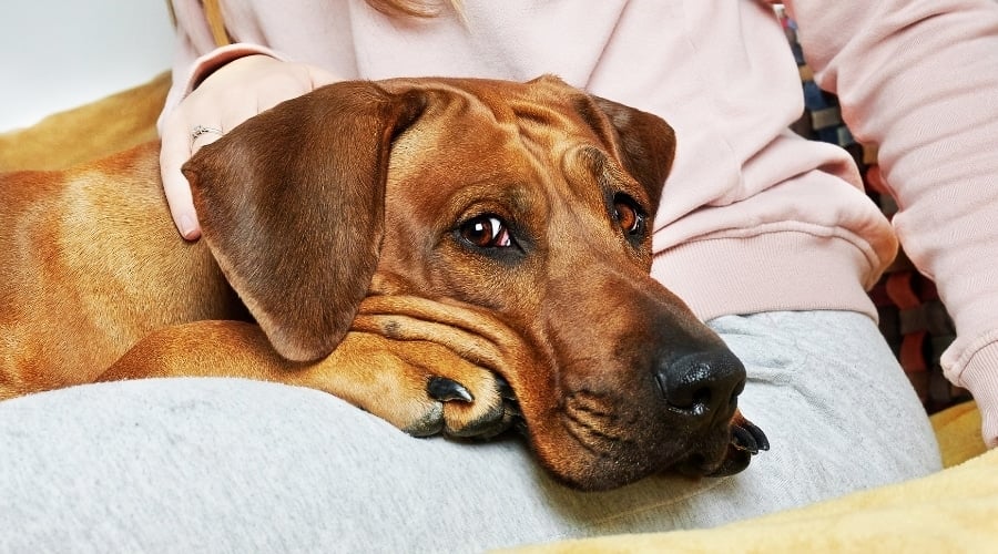 Rhodesian Ridgeback on Owner Lap