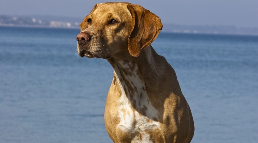 Rhodesian Dalmatian