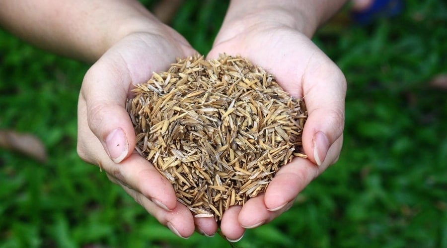 Rice Husks and person's hands palms cupped together.