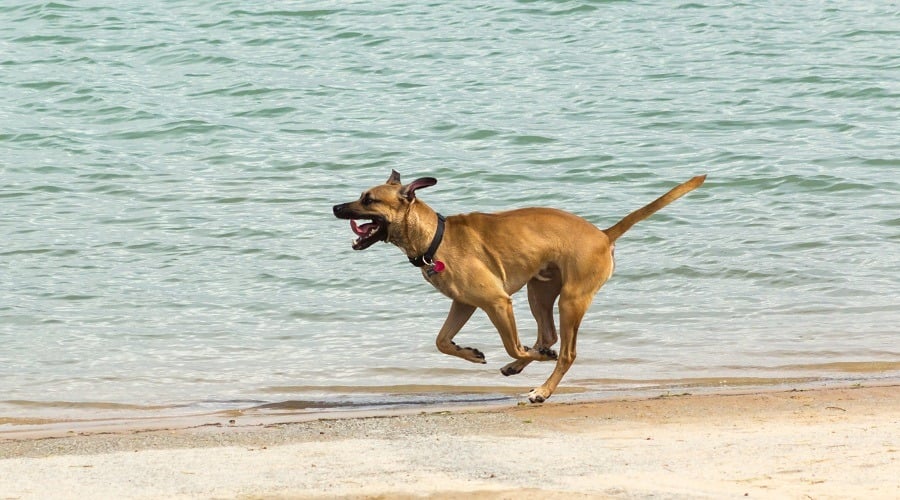Ridegeback Doberman