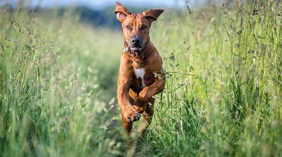 Ridgeback Dog Exercising
