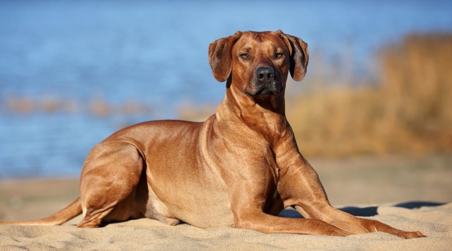 Ridgeback Dog on Beach