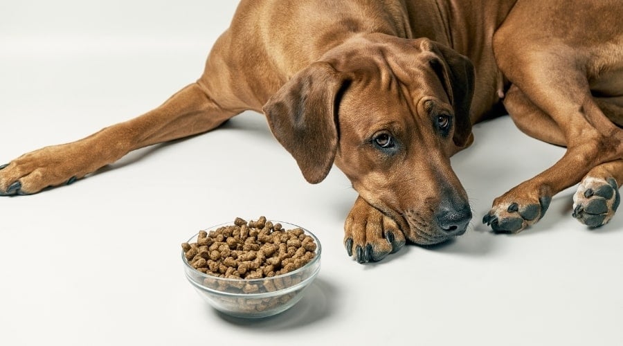 Ridgeback Eating Dog Food