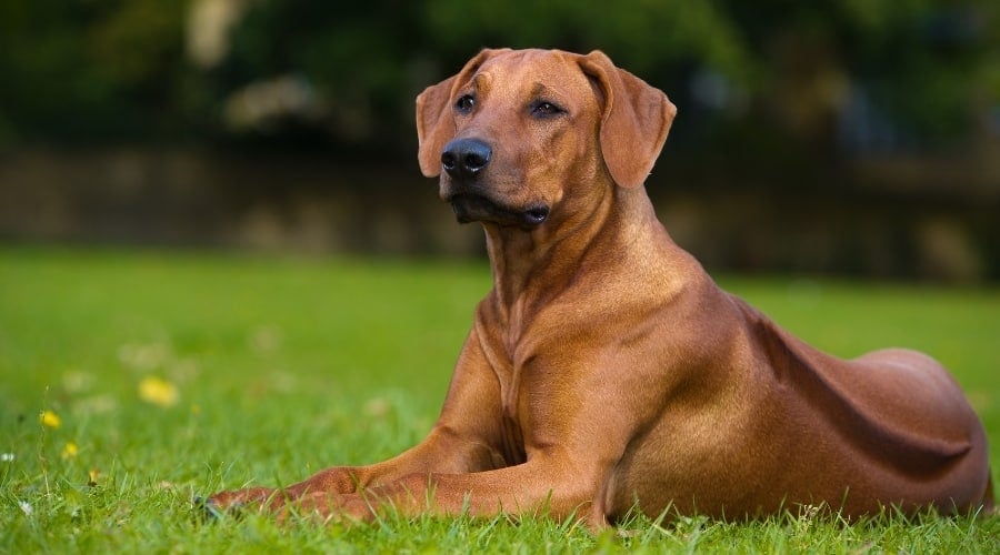 Ridgeback Needing Groomed