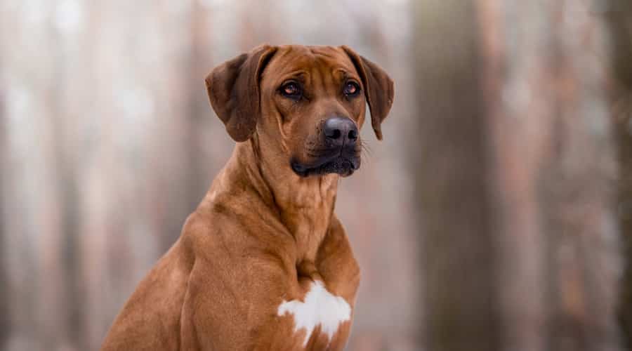 Ridgeback in Woods