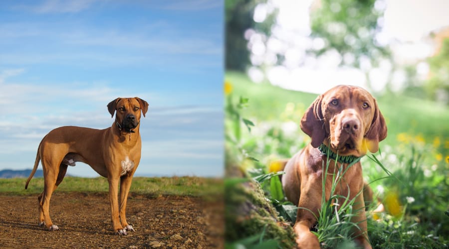 Ridgeback vs Vizsla Exercise Needs