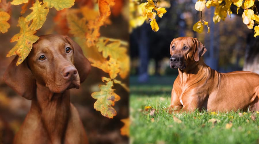Ridgeback vs Vizsla Grooming Comparison
